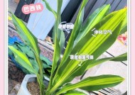 我的世界铁树种植方法是什么？种植条件有哪些？