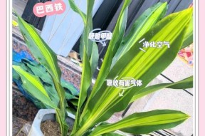 我的世界铁树种植方法是什么？种植条件有哪些？