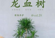 我的世界中龙血树的寻找方法是什么？如何快速找到龙血树？