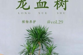 我的世界中龙血树的寻找方法是什么？如何快速找到龙血树？