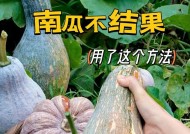 我的世界中南瓜的种植方法是什么？如何成功种植南瓜？