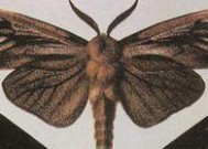 《剑与远征》幻鳞仙蛾技能介绍（探索神秘的异界世界）