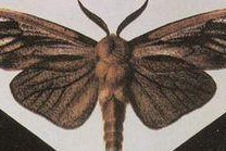 《剑与远征》幻鳞仙蛾技能介绍（探索神秘的异界世界）