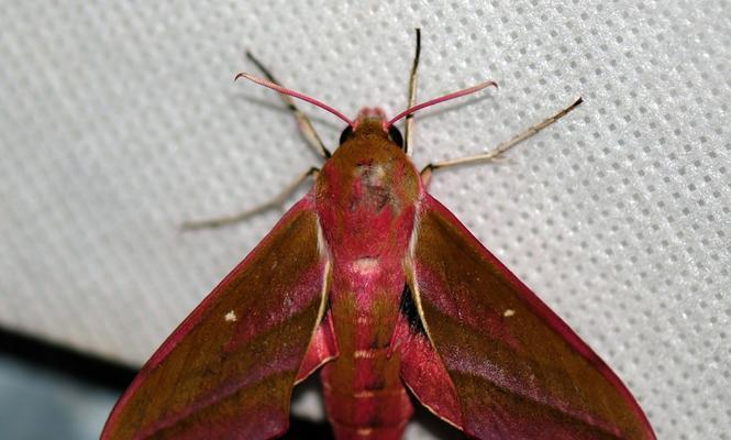 《剑与远征》幻鳞仙蛾技能介绍（探索神秘的异界世界）  第2张