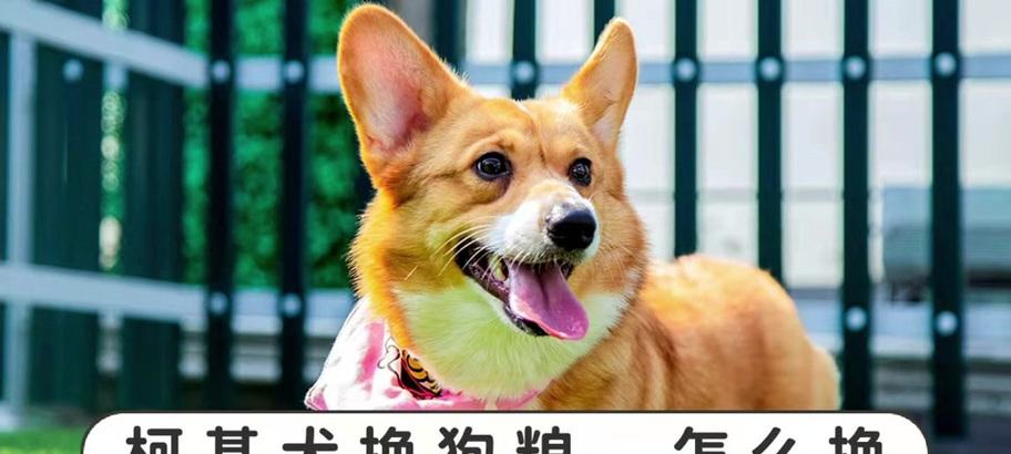 魔兽世界中柯基消失该如何找回？  第2张