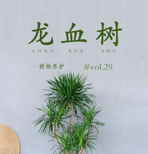 我的世界中龙血树的寻找方法是什么？如何快速找到龙血树？  第1张