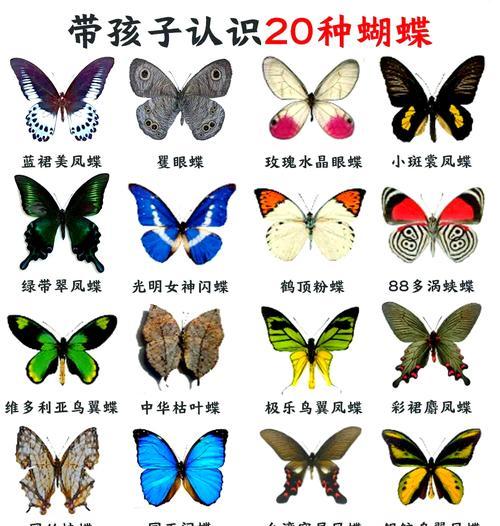 我的世界中怎样捕捉蝴蝶？  第2张