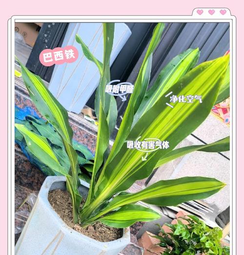 我的世界铁树种植方法是什么？种植条件有哪些？  第1张