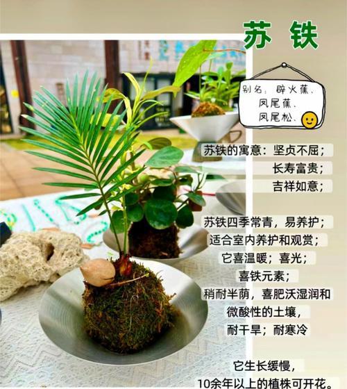 我的世界铁树种植方法是什么？种植条件有哪些？  第2张