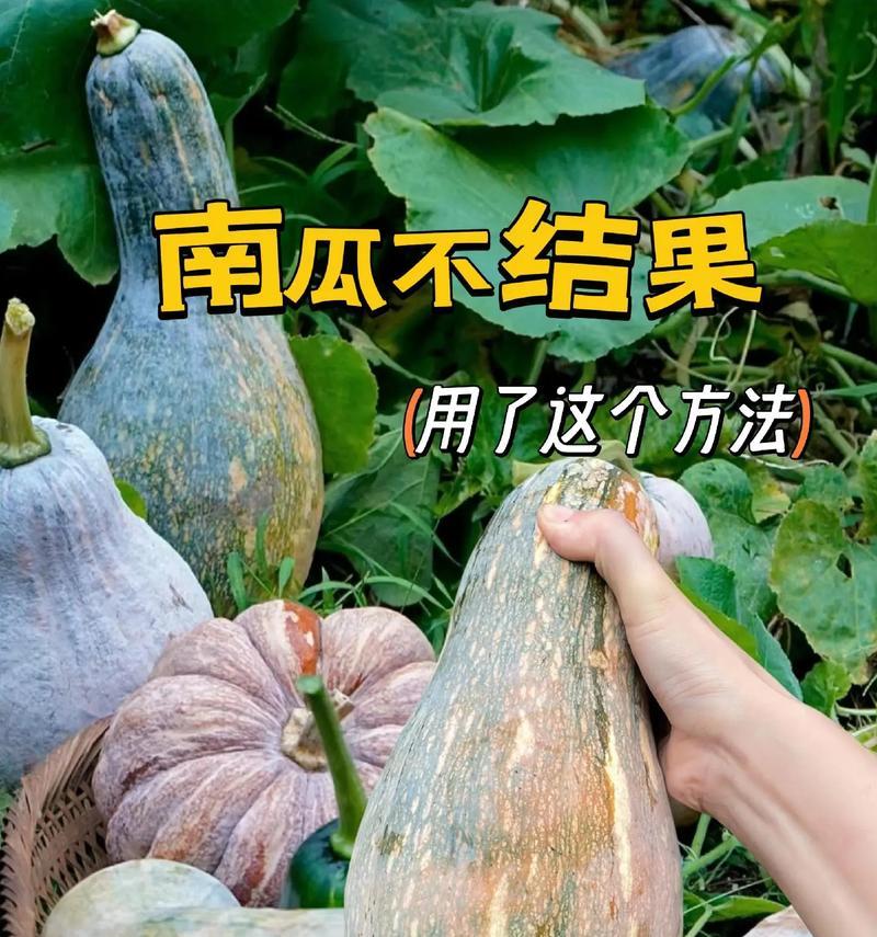 我的世界中南瓜的种植方法是什么？如何成功种植南瓜？  第1张