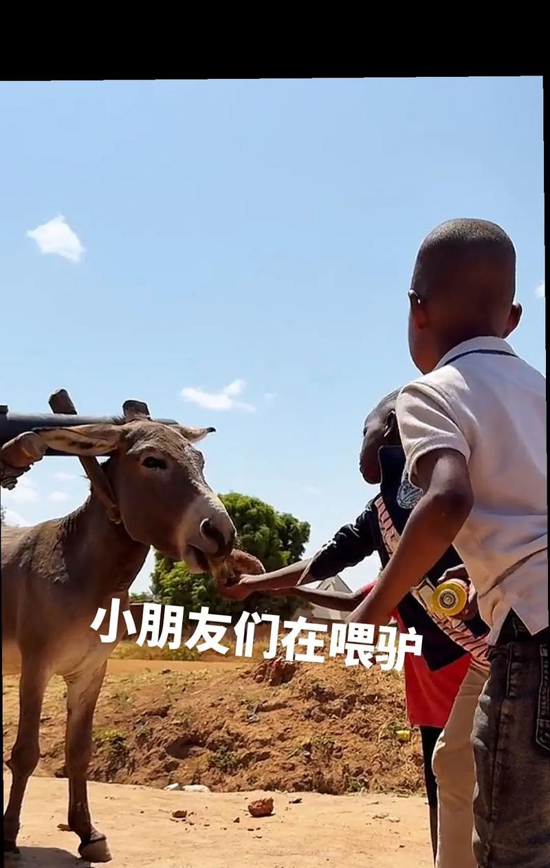 寻仙小驴拉车使用体验如何？  第2张